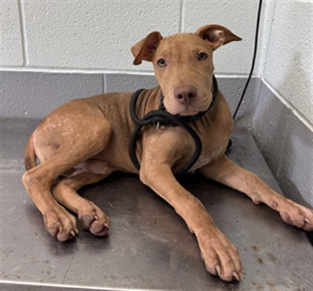 picture of the dog needing adoption