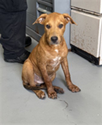 picture of the dog needing adoption