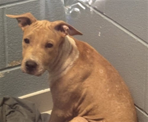 picture of the dog needing adoption