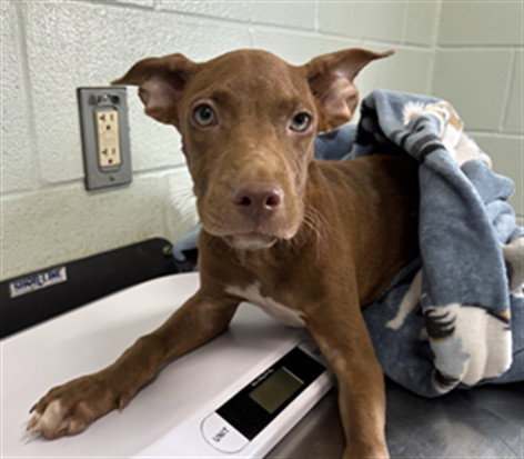 picture of the dog needing adoption