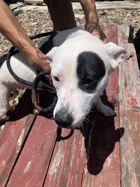 picture of the dog needing adoption