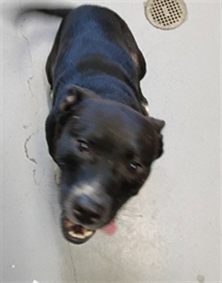 picture of the dog needing adoption