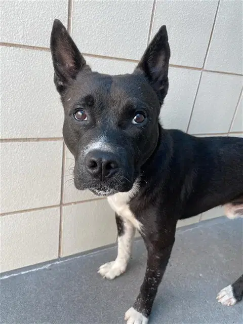 Jumper - American Pit Bull Terrier