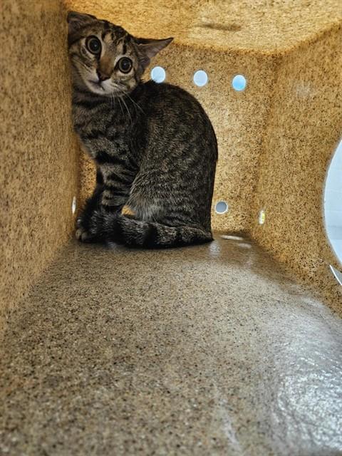 picture of the cat needing adoption
