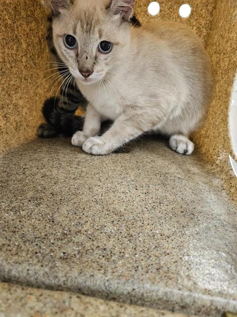 picture of the cat needing adoption