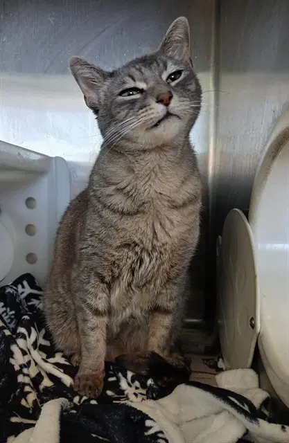 Christian - Domestic Short Hair