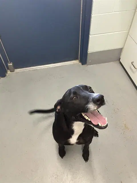 Oreo - Labrador Retriever
