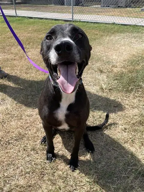 Oreo - Labrador Retriever