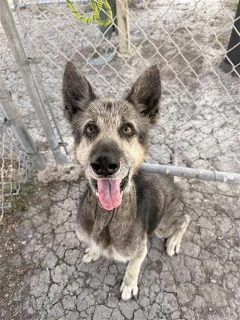 Harvey - German Shepherd Dog