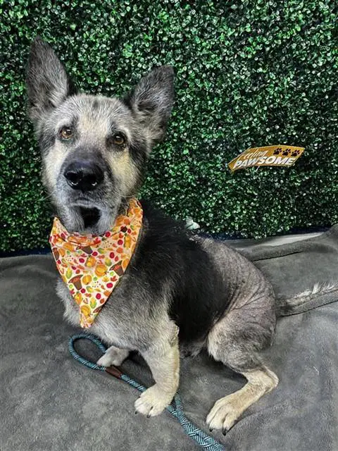 Harvey - German Shepherd Dog
