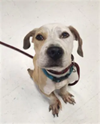 Pickle - American Pit Bull Terrier