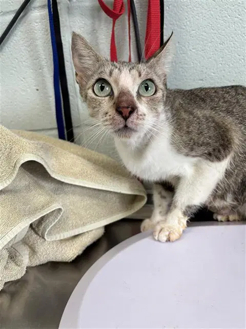 Magenta - Domestic Short Hair