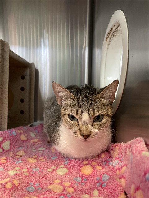 MAGENTA, a cat for adoption from City of Corpus Christi Animal Care