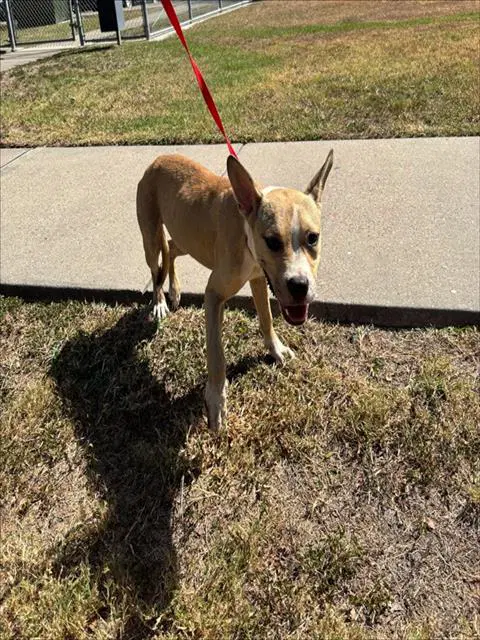 Commando - American Pit Bull Terrier