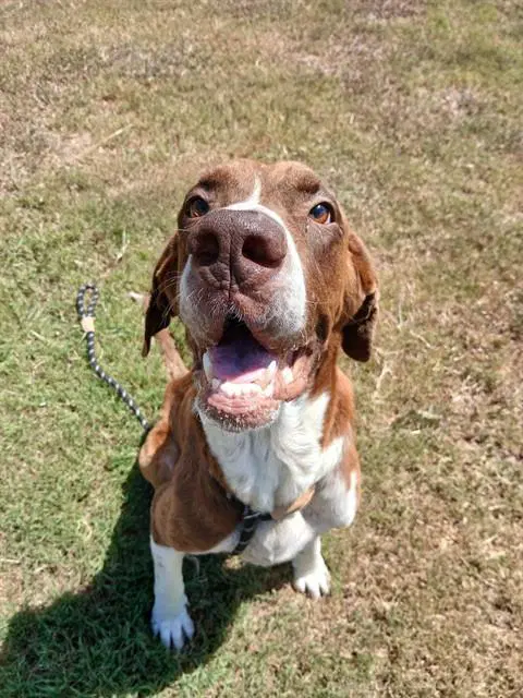 Dante - Pointer