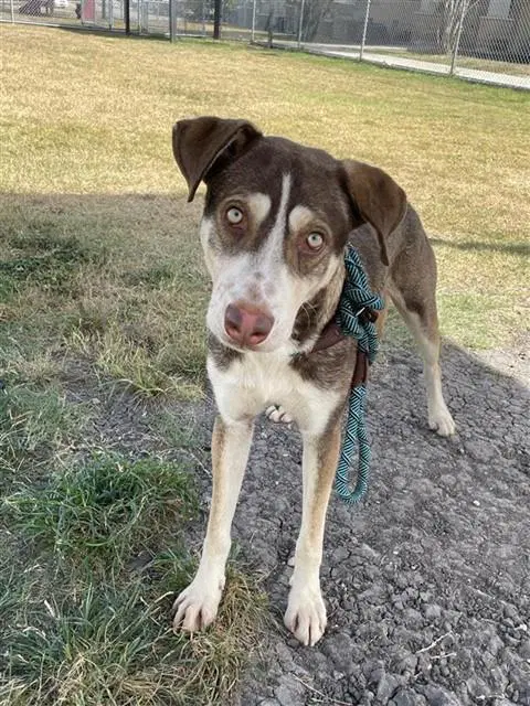Allen - Husky