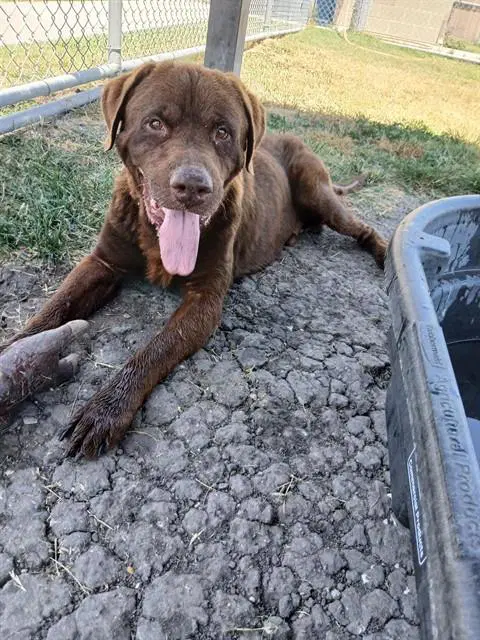Toby - Labrador Retriever