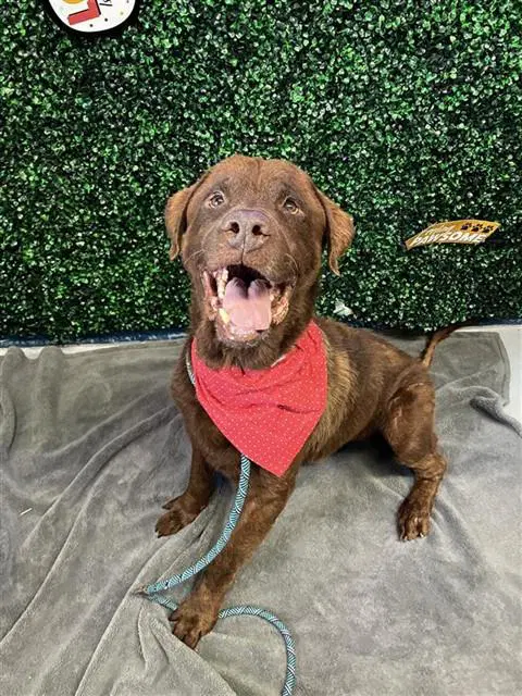 Toby - Labrador Retriever