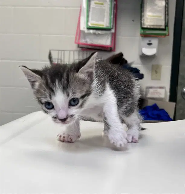 Don Diego - Domestic Short Hair