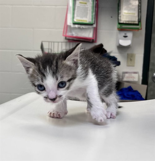 picture of the cat needing adoption