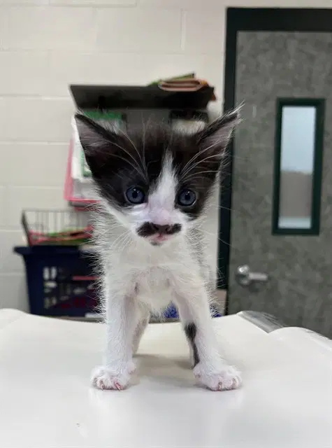 Handlebar - Domestic Short Hair