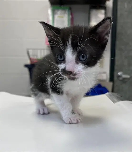 Mustacio - Domestic Short Hair