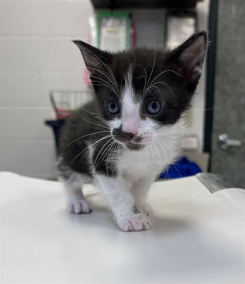 picture of the cat needing adoption