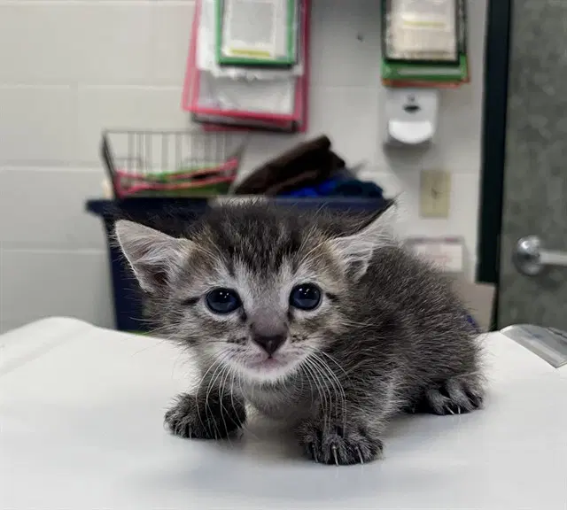 Trident - Domestic Short Hair
