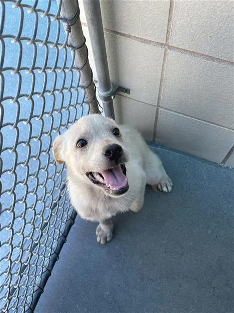 Mickey - Labrador Retriever