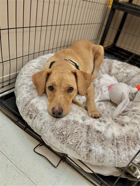 Caramel - Labrador Retriever