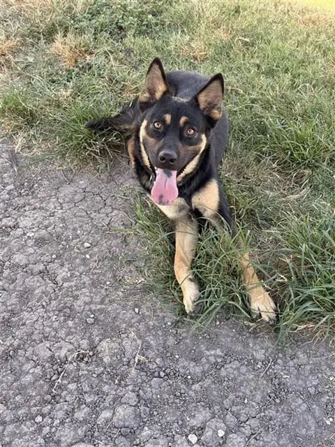 Gates - German Shepherd Dog