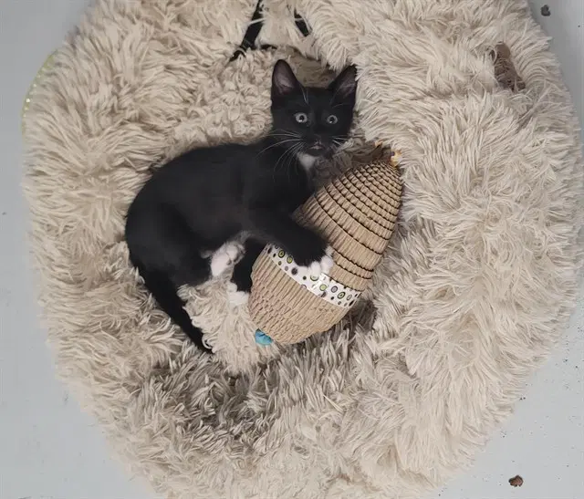 Thackery - Domestic Short Hair