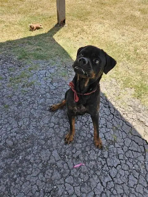 Barney - Rottweiler