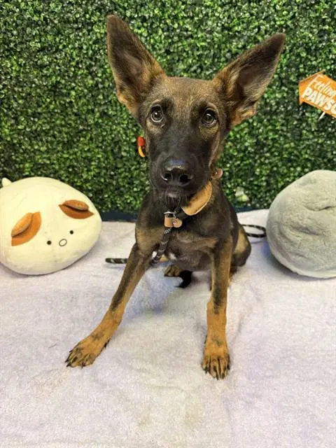 Baby Ruthe - German Shepherd Dog