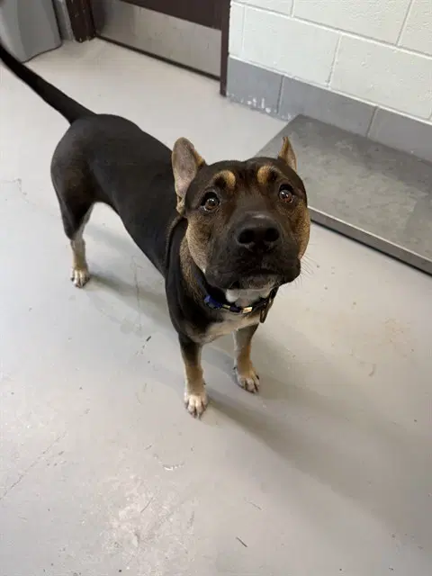 Tito - American Pit Bull Terrier