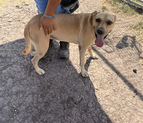 Faith Marie - Black Mouth Cur