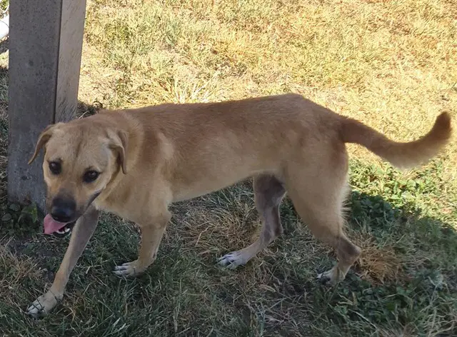 Jezzrabell - Black Mouth Cur