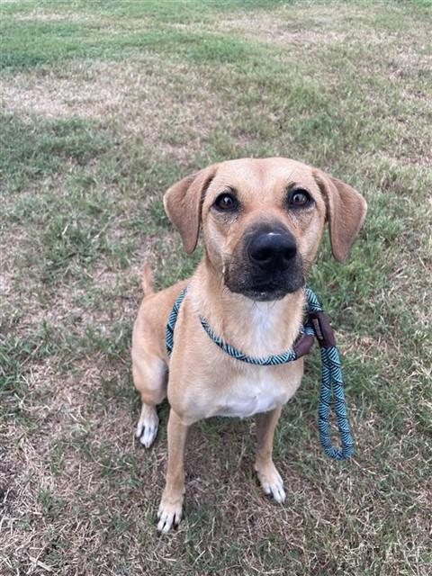JEZZRABELL, a dog for adoption from City of Corpus Christi Animal Care