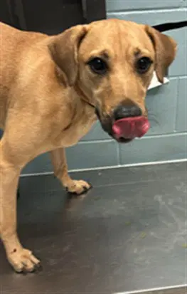 Samuel - Black Mouth Cur