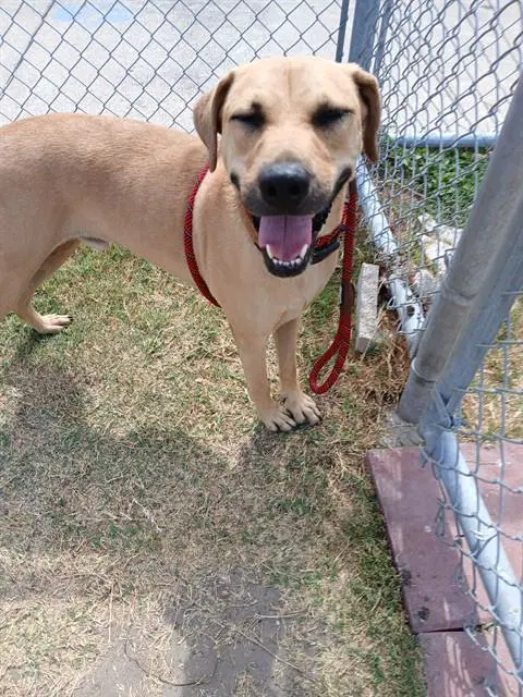 Samuel - Black Mouth Cur