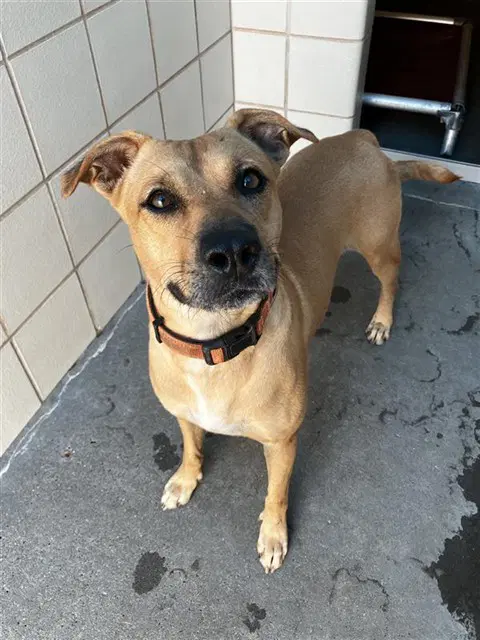 Houdini - Black Mouth Cur