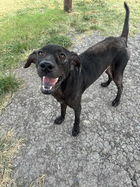 Panther - Labrador Retriever