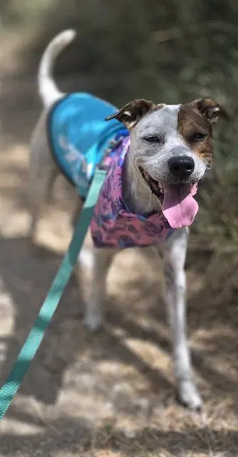 Paula - Australian Cattle Dog/Blue Heeler