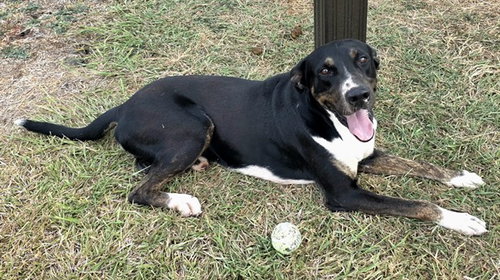 TEXAS, a dog for adoption from City of Corpus Christi Animal Care