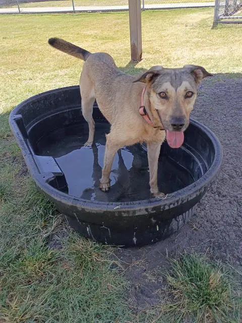 Peaches - German Shepherd Dog