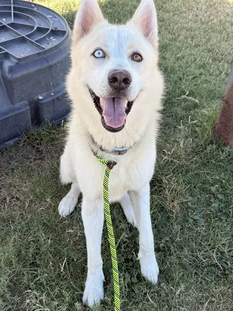 Kai - Husky