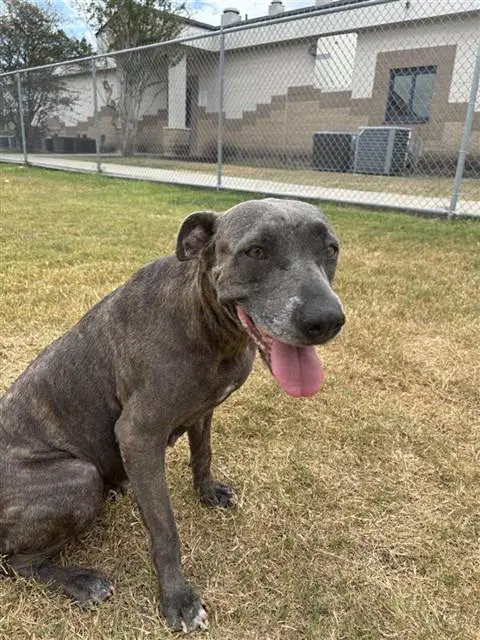 Penelope - American Pit Bull Terrier