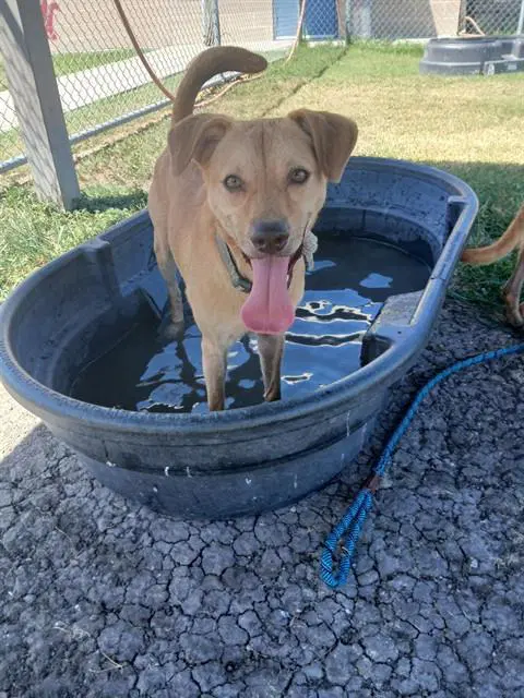 Wesson - Black Mouth Cur