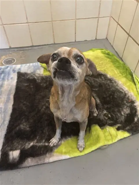 Gertie - Chihuahua