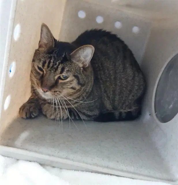Mr Nebbercracker - Domestic Short Hair